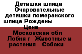 Детишки шпица. Очаровательные детишки померанского шпица.Рождены 05,01,2017. › Цена ­ 20 000 - Московская обл., Лобня г. Животные и растения » Собаки   